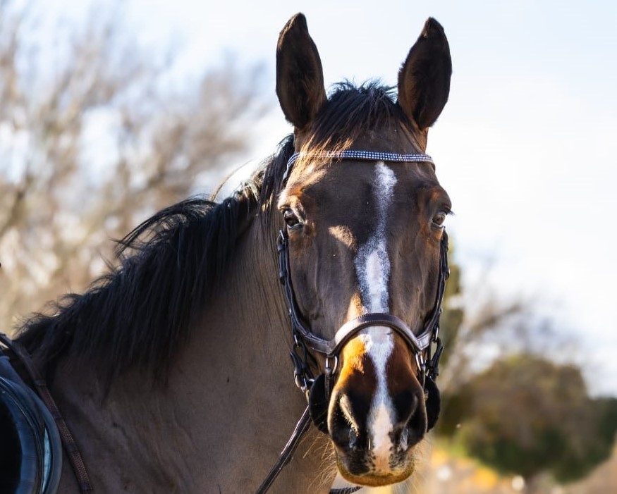 horse